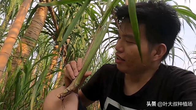 甘蔗种植长出侧芽苗是什么原因？怎么处理，叶大叔告诉您解决方法6