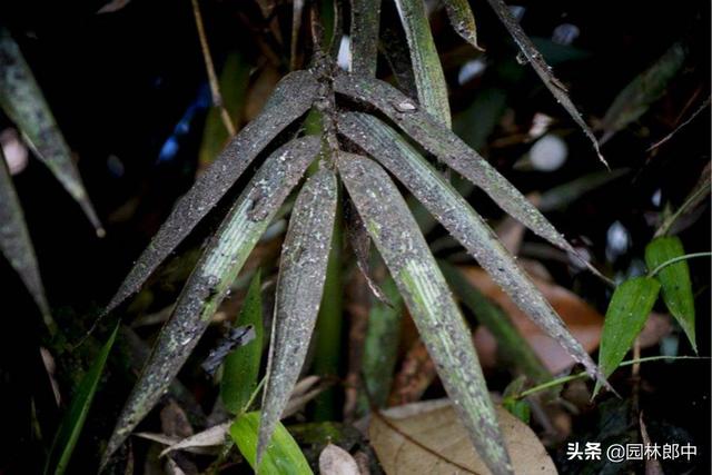 园林植物煤污病防治，喷杀菌剂没效果？不妨试试这几招！1