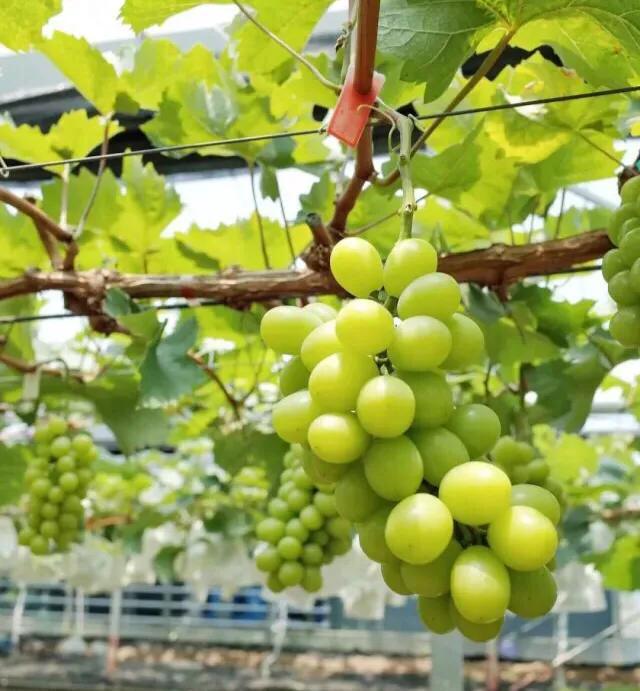 深圳机械展可以带小孩