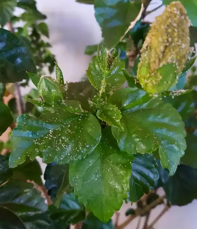 蚜虫 蚜虫（蚜虫的防治方法） 生活