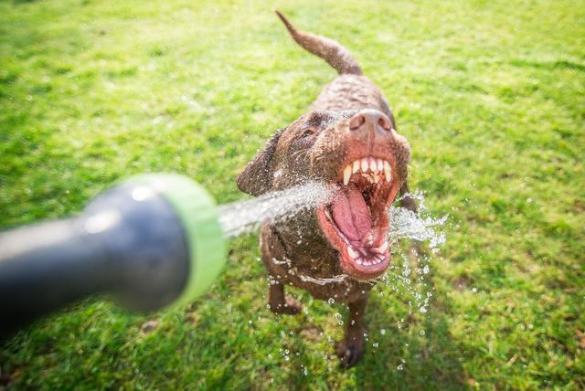 拉布拉多猎犬