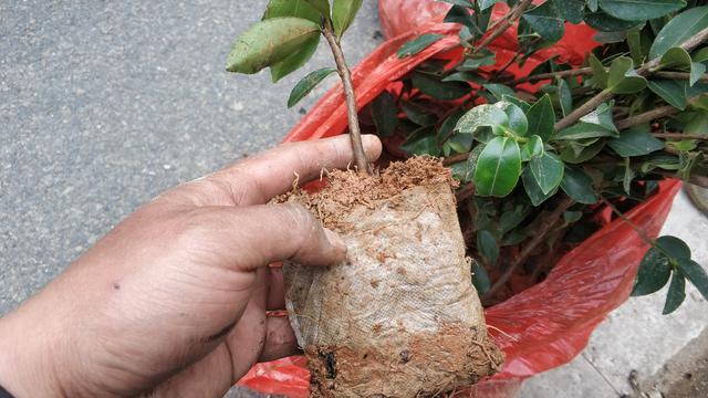 油茶树苗多少钱一棵