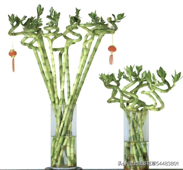 情人节花 情人节花（情人节花店橱窗设计） 生活