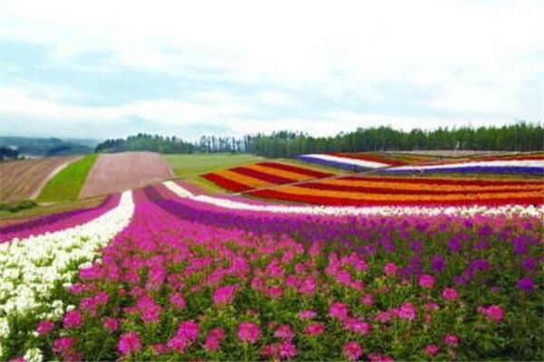 十大花海