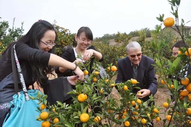 南丰蜜桔节