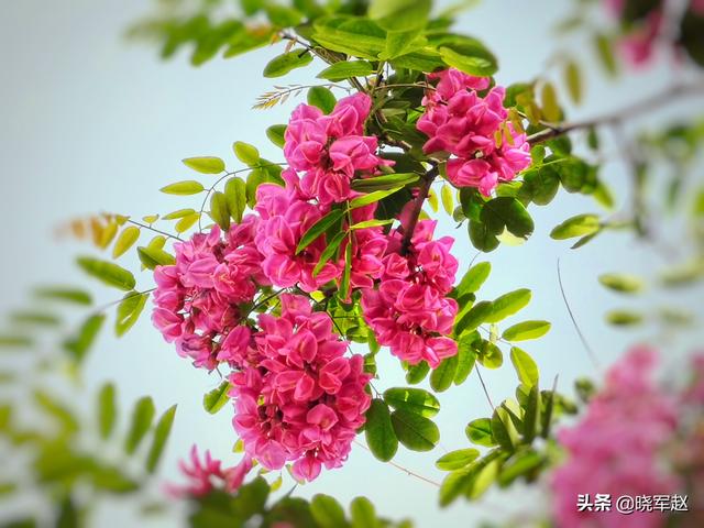 红花槐 红花槐（红花槐树图片） 生活