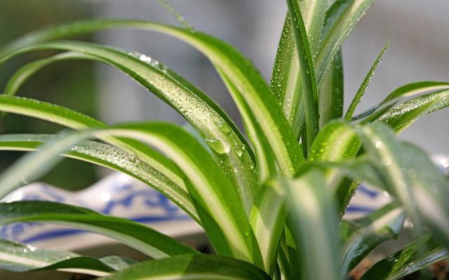 室内观叶植物