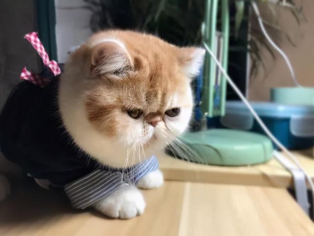 加菲猫和