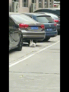 爆笑的动图图片：一只会洗衣服的二哈，有要的没