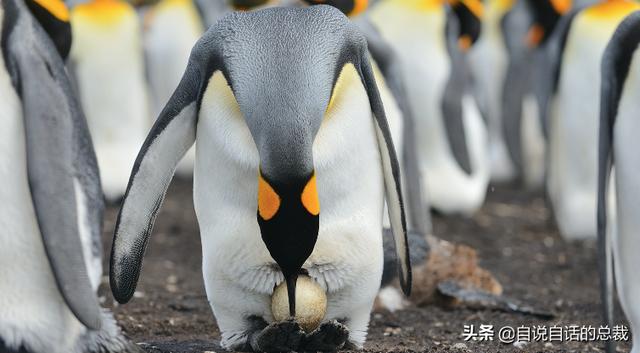 企鹅会飞么