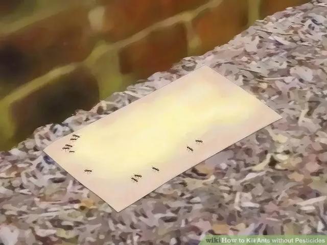如何消灭蚂蚁最有效的方法（彻底消灭家里蚂蚁的小妙招）