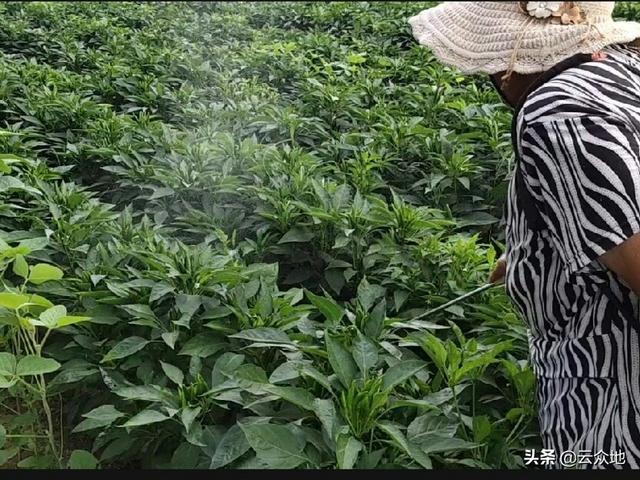 辣椒煤污病用什么药？白粉虱用什么药能打干净？打药防治有技巧4