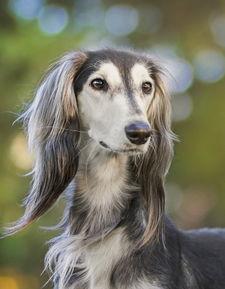 saluki