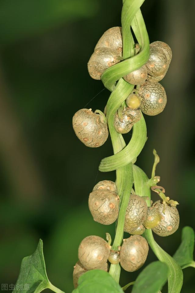 山药豆是山药的宝宝吗？