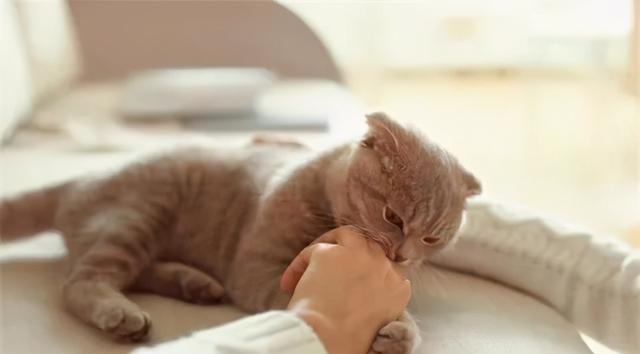猫咪咬人怎么办
