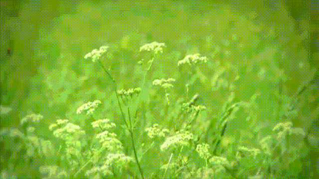 16部超赞自然纪录片，让孩子足不出户看到地球的“真实面目”！