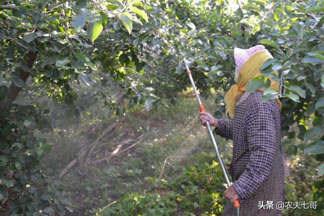 苹果树春季套袋前用药套餐，应该怎么选择？需要注意6个要点2