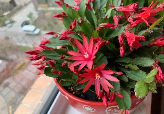 假昙花