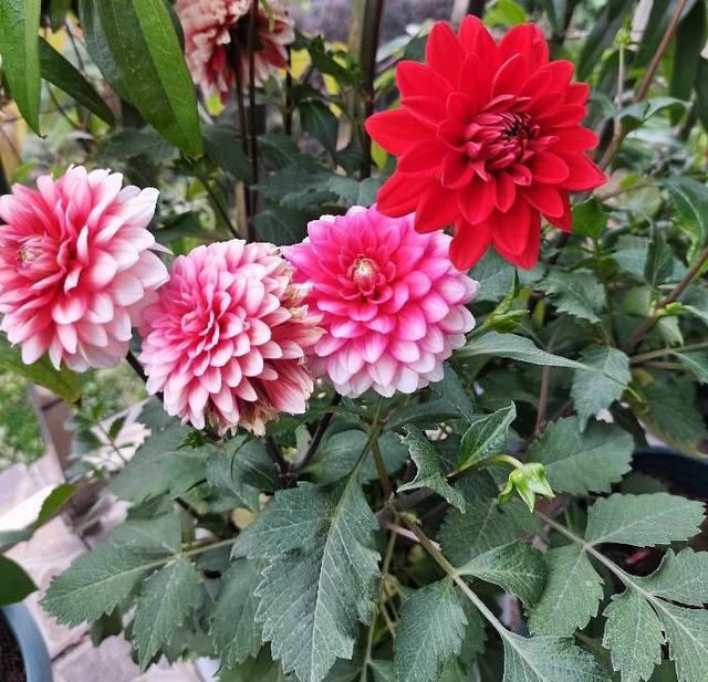 大丽花种植 大丽花种植  大丽花种植时间 生活
