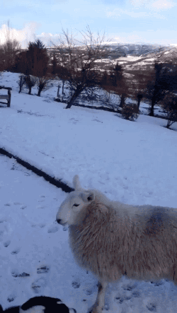爆笑的动图GIF:谁知道它是怎么变绿的?