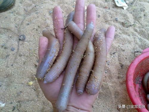 沙虫是什么 沙虫是什么（沙虫是什么东西） 生活