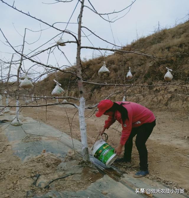 春季苹果萌芽期，要早施肥水、早修剪、早刻芽、早疏蕾、早喷药6