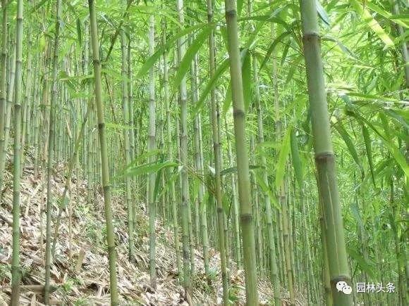 竹子的种类 竹子的种类（竹子的种类及特点） 生活
