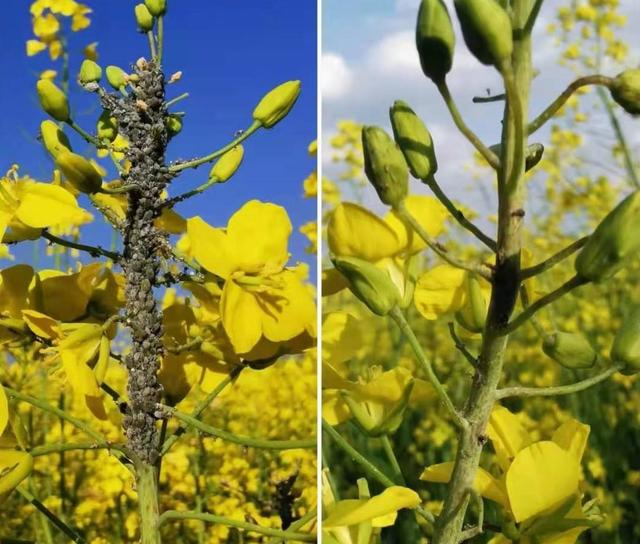 油菜花抗性蚜虫危害严重却无计可施？可试下双丙环虫酯，效果好4