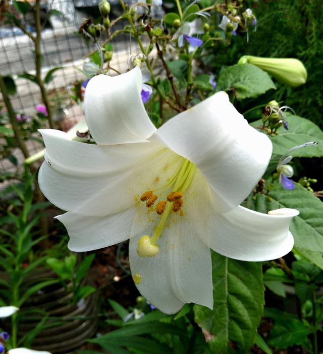 教师节送什么花好