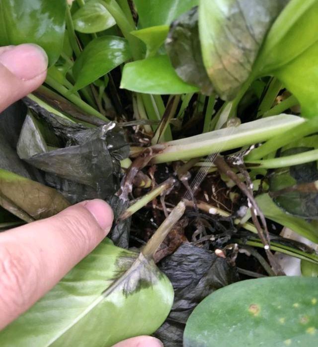 室内盆栽 室内盆栽（室内盆栽植物大全） 生活