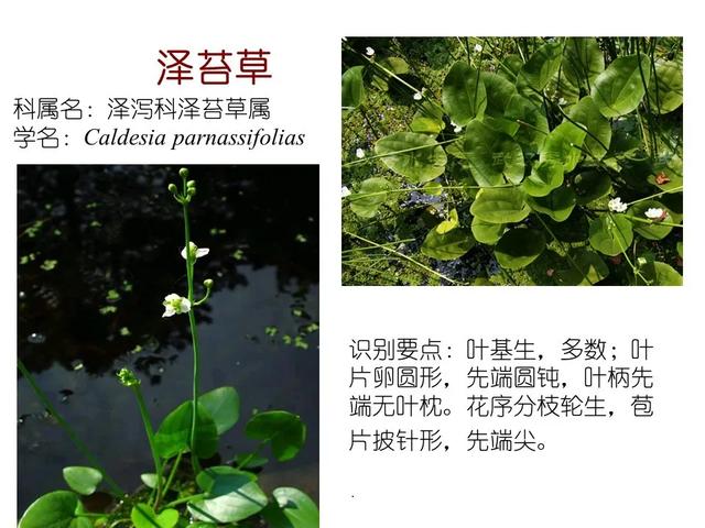 水生植物种类 水生植物种类（水生植物100种） 生活