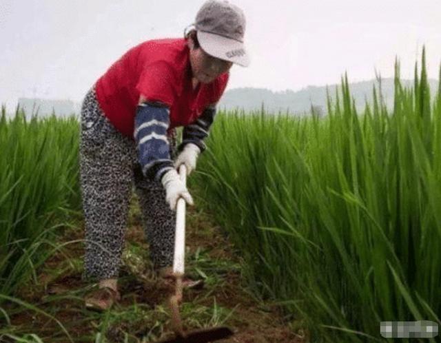 百草枯无药可解？百草枯的发明者，为何不把解药一起发明出来？4