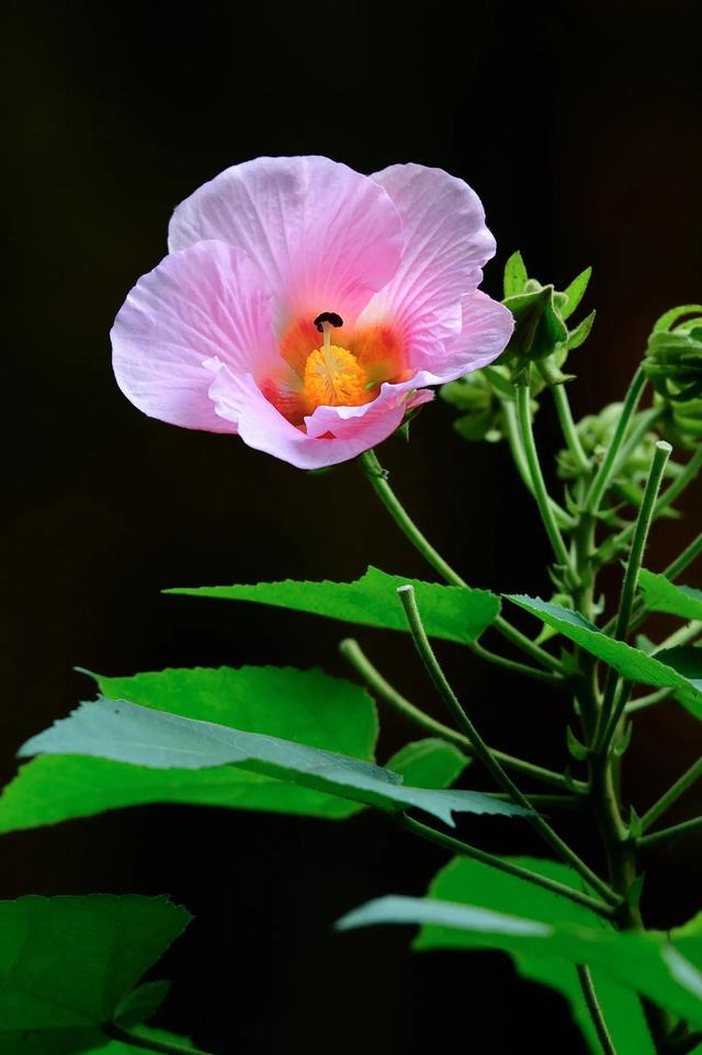 木芙蓉花