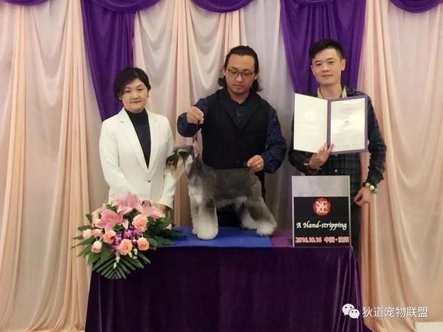 沈阳宠物美容学校