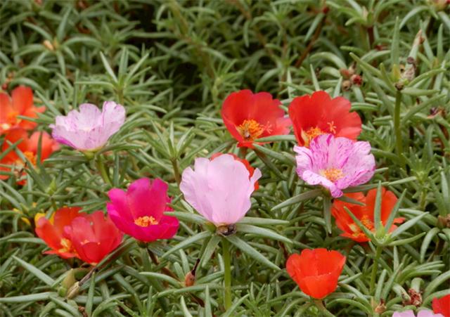 太阳花代表什么象征意义（太阳花的花语是坚韧勇敢）