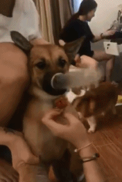 爆笑的动图GIF:你们这样玩,考虑过狗狗的感受吗
