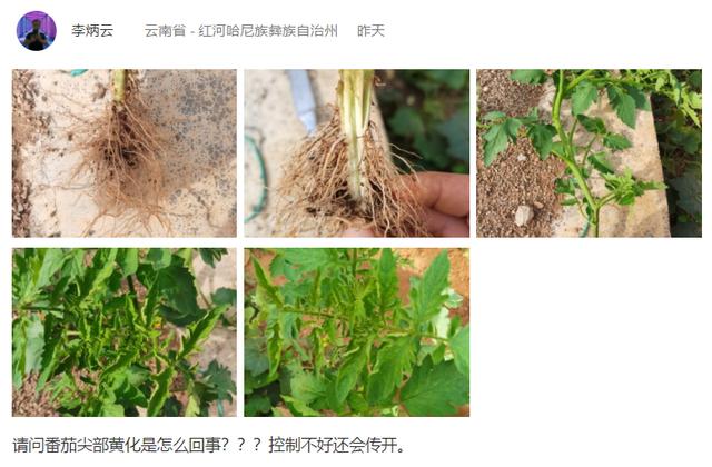 秋茬番茄“茎基腐病”难缠，植株频繁死棵咋办？本文很长但很实用