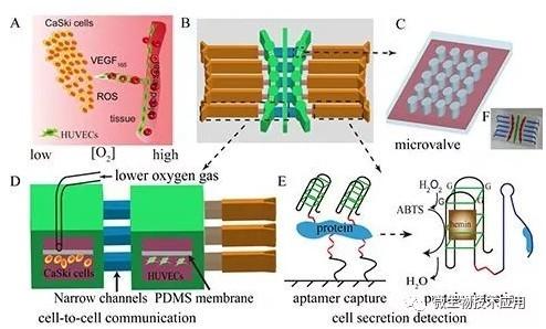先天性角化不良DKCA2