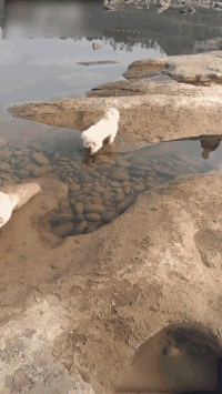 爆笑的动图GIF：得不到的永远在骚动