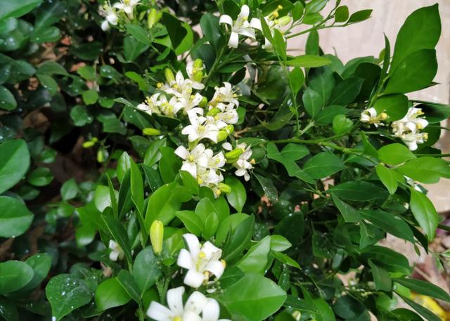 白色茶花的品种都很优秀,东方亮,白雪塔,白锦辉,玉丹,白十八等,这些