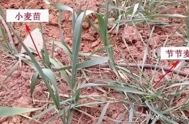 甲基二磺隆，防除节节麦有特效！可惜，很多人用错了