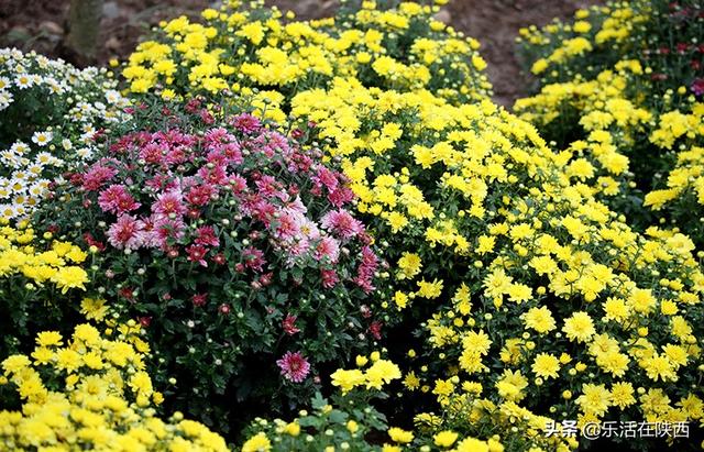 小火锅图片高清图片(鲜香菊花配火锅高清大图)