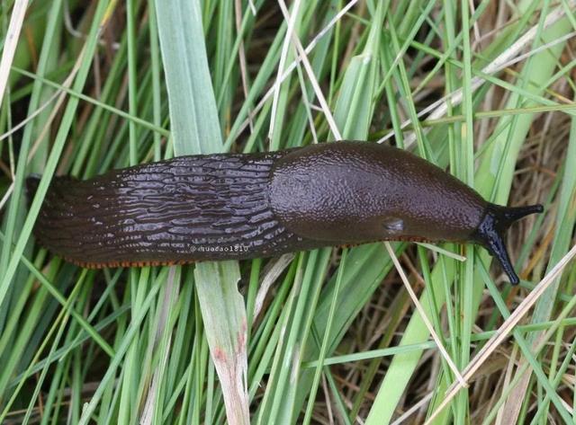 鼻涕虫、蜗牛泛滥，除打农药外，农村人还有这些土办法