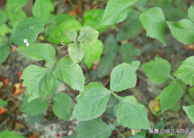 春天的野菜