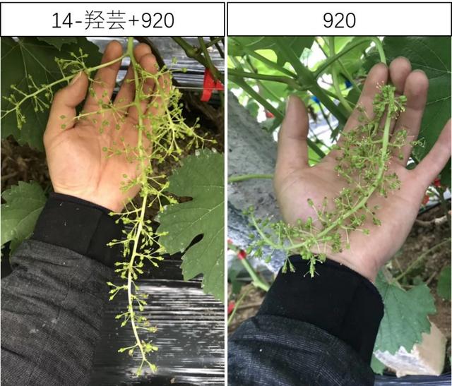 芸苔素的5大作用和谣言，4大搭配方案，你都知道吗？14