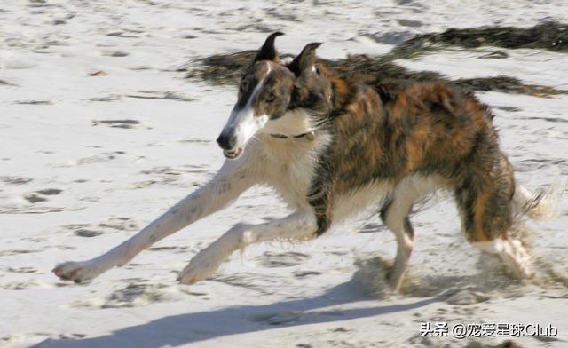 苏俄猎狼犬 苏俄猎狼犬（苏俄猎狼犬猎杀狼视频） 动物