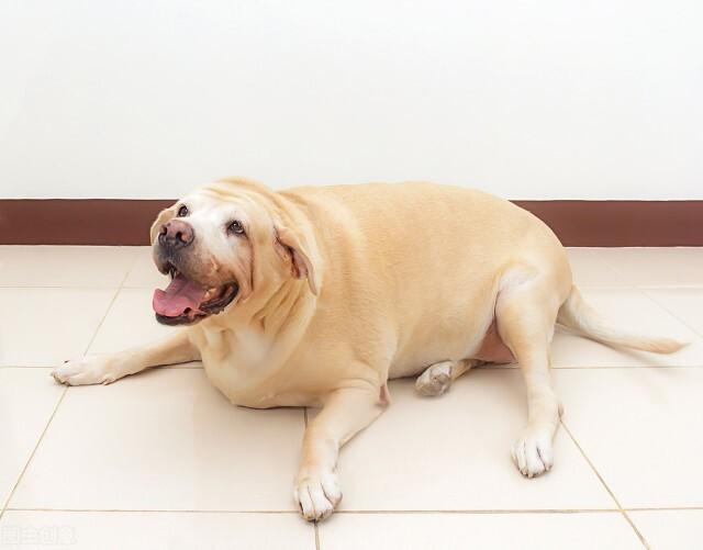 干货分享 母犬繁殖期如何护理 太阳信息网