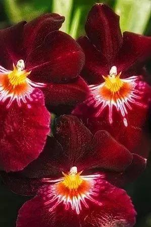 花的世界，芬芳美丽；醉了眼眸，美了心情