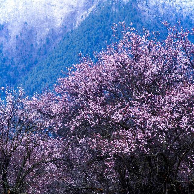 值得一看的小说：桃花潭（1）