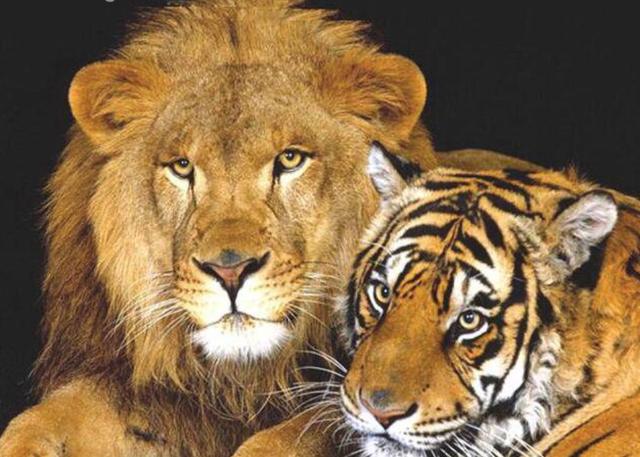 斗兽棋游戏，狮子和老虎哪个战斗力强？